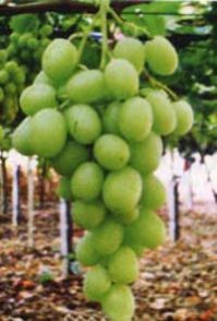 Fresh Green Grapes
