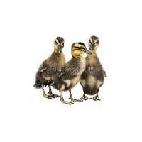 Indian runner Duck Chicks