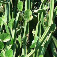 Cissus Quadrangularis Pickle