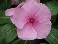 vinca rosea