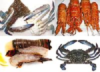 Lobster / Crab