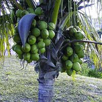 Coconut Plants
