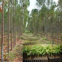 Nilgiri Plants