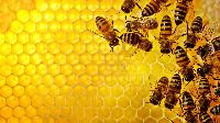 Bee Propolis