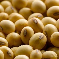 GMO Soybean Seeds