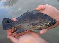 Tilapia Fish