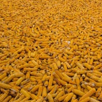 Corn