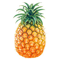 fresh pineapple,  Shelf Life : 3-5 Days