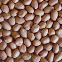 groundnut kernels