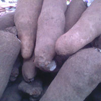 Sweet Yam