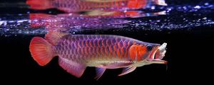 Arowana Fishes / Flowerhorn Fishes / Stingray Fishes