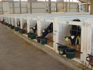 Live Dairy Cows, Friesian Holstein Cow For Sale