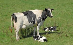 Pregnant Holstein Heifers Live Holstein Heifers For Sale