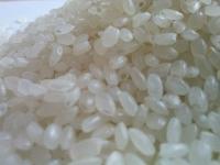 Japonica Rice