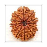 12 Mukhi Rudraksh Beads