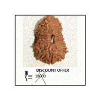 16 Mukhi Rudraksha Beads