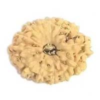 17 Mukhi Rudraksha Beads