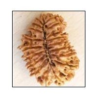 Twenty Mukhi Rudraksh Beads