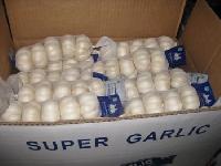 Fresh Pure White Garlic