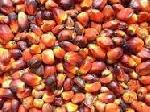 Palm Kernel