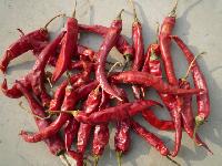 Wangdu Pepper Wangdu Pepper