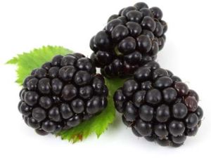 Fresh Blackberry