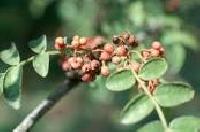 Timur Zanthoxylum Alatum