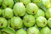Guava
