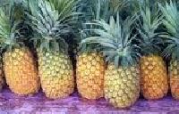 fresh pineapple