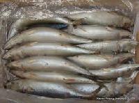 300-500 G Pacific Mackerel Sea Frozen Iqf Fish