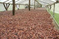 cocoa beans
