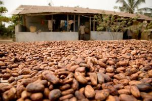 Dried Cocoa Beans