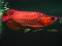 Malaysian Red Arowana Fish