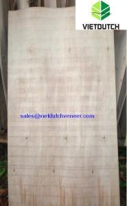 Eucalyptus Veneer