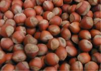 Hazelnuts