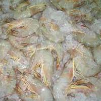 Frozen Shrimp Meat ( Pnd )
