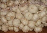 fresh garlic,  Country of Origin : India