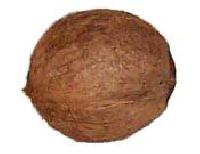 Coconut - 02