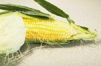 Corn - 02