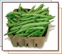Green Beans (Phaseolus vulgaris)