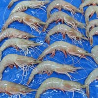 Sea White Shrimps