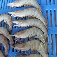 Vannamei Shrimps