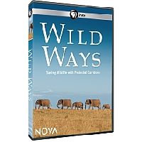 Wild Ways DVD