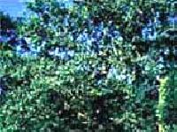 Quercus Infectoria