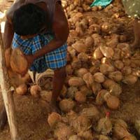 fresh coconut