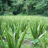 Aloe Vera Farming Consultant