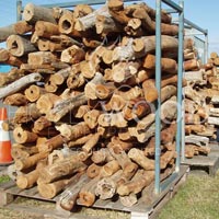 Sandalwood Logs