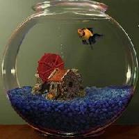 Glass Bowl Aquariums