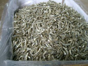 Supplier Dried Anchovy High Quality (Vietnam)