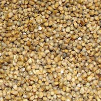 Millet Seeds